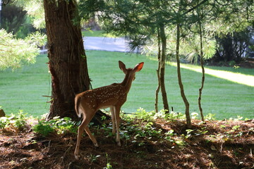 Curious fawn exploring a neigborhood