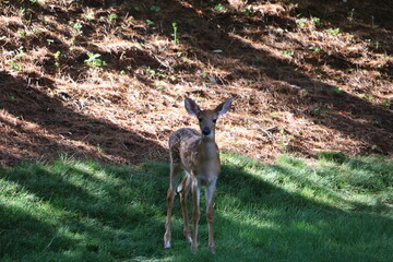 Curious fawn exploring a neigborhood