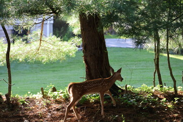 Curious fawn exploring a neigborhood