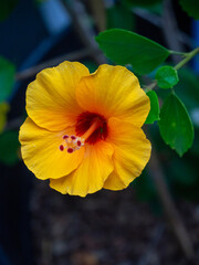 orange flower on green background