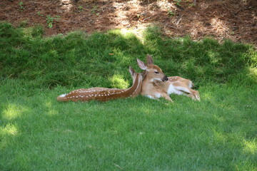 Two fawns sleeping in the shade.