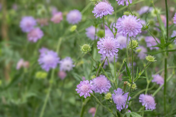 Field scabious (Knautia arvensis). Flowers on a meadow. Copyspace.