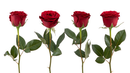 Naklejka premium A high-resolution photograph of four red roses arranged in a horizontal line against a pure white background