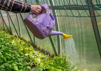 farmer watering lettuce growing in greenhouse using bright purple and yellow watering can, eco gardening concept in his garden,