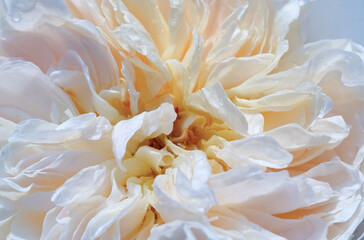 Delicate cream-colored rose flower in full bloom, captured in soft natural light. Full bloom, macro...