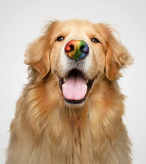Happy dog lgbt flag nose on white background