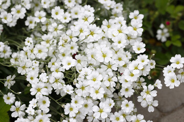 Small White Garden Flowers with Blurred Background – Soft Bokeh Floral Texture for Natural Spring or Summer Design, Gentle Bloom with Delicate Petals and Light Green Garden Ambience