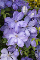 Clematis Flowers Purple in Garden Setting