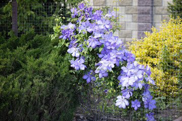 Spring Elegance: Lilac and Pink Clematis in Bloom
