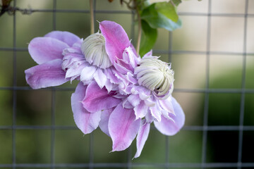 Close-Up of Blooming Clematis with Green Foliage