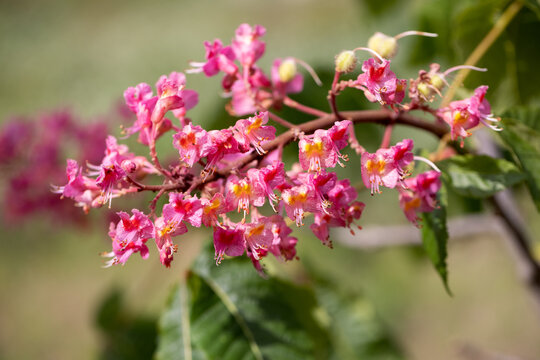 Wide Close-Up of Red Horse Chestnut Blossoms in Spring