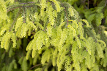Fresh Young Spruce Branches with Soft Green Needles – Natural Evergreen Background for Nature, Eco, Forest, and Seasonal Design Projects, Close-Up of Fir Tree Foliage in Spring Light
