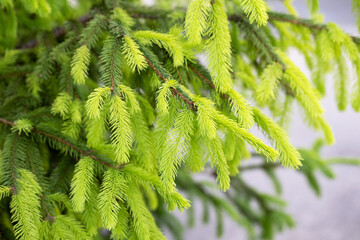 Close-Up of Fresh Green Spruce Branches with Blurred Background – Soft Focus Evergreen Texture for Eco-Friendly Design, Botanical Themes, and Natural Spring or Summer Concepts