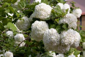 White Hydrangea Flowers Blooming in Garden – Horizontal Floral Scene with Soft Petals and Green Foliage for Nature Background, Wedding Decor, Botanical Design, or Summer Landscape Use