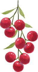 Watercolor Illustration of red cherry fruits