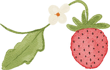 Watercolor Illustration of red strawberry fruits
