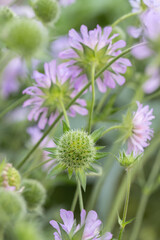 Seedhead of a field scabious (Knautia arvensis).