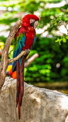 Red-and-green macaw, Ara chloropterus