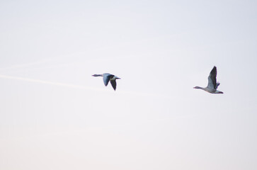 Two geese flying in the sky