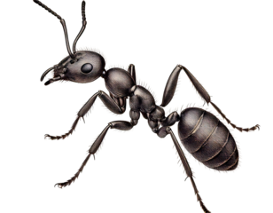 Ant AI Generated Image 