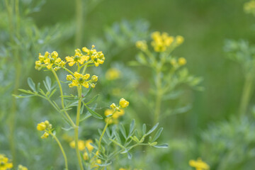 Common rue (Ruta graveolens) in bloom. Space for your text.