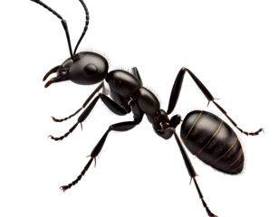 Ant AI Generated Image 