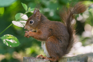 little squirrel 