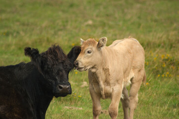 calf with cow