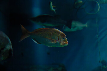 Naklejka premium Red seabream, Snapper (Pagrus major) under water