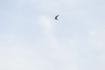 Portuguese swallow in flight