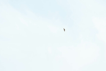 Portuguese swallow in flight