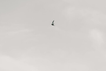 Portuguese swallow in flight