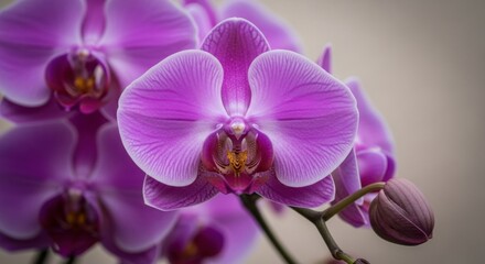 Close up on Beautiful Purple Orchid Flowers Blooming in Spring