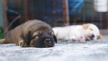 A small puppy is sleeping soundly on the floor.