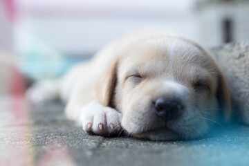 A small puppy is sleeping soundly on the floor.
