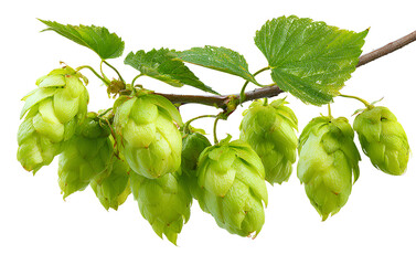 Close-up of green hop cones on a branch with leaves, isolated on a transparent background