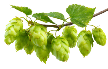 Close-up of green hop cones on a branch with leaves, isolated on a transparent background