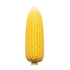 corn isolated on white background