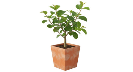 Isolated Potted Plant