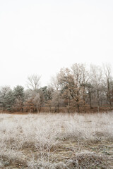 dutch white frozen filed with young trees and bushes covered in rime with frozen dry woods on a small hill in the background with a calm overcast sky during winter daytime