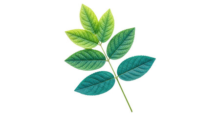 Obraz premium Isolated Branch with Green Leaves