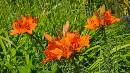 Sweden. Lilium bulbiferum, common names orange lily, fire lily, Jimmy's Bane, tiger lily and St....