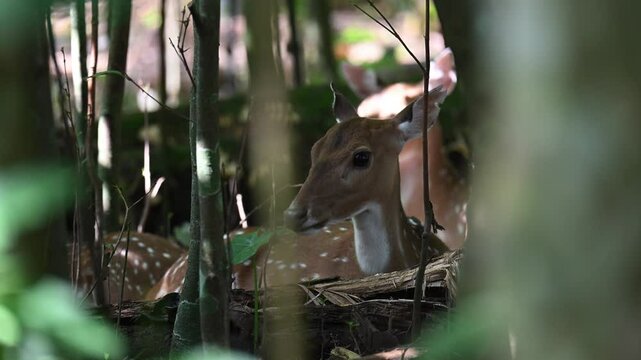 axis deer resting