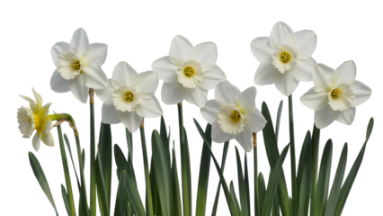 Elegant White Daffodils Spring Flowers Blooming Isolated on transparent background