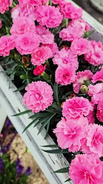 Colorful pink carnations blooming in a vibrant garden display during springtime