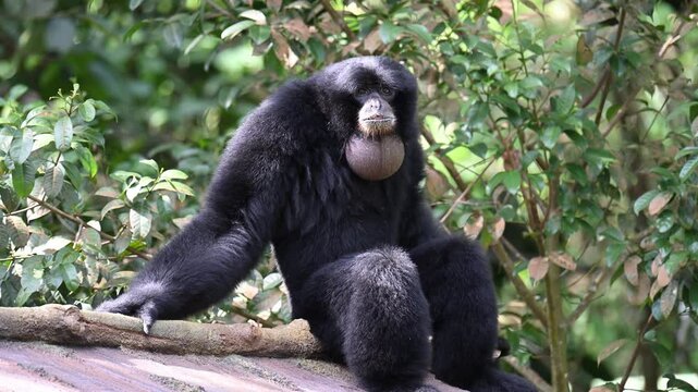 Siamang calling out in the forest