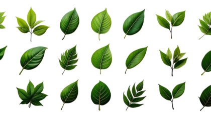 Various green leaf designs showcasing different shapes and styles suitable for nature-themed 