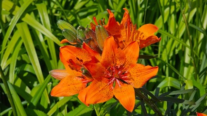 Sweden. Lilium bulbiferum, common names orange lily, fire lily, Jimmy's Bane, tiger lily and St. John's Lily, is a herbaceous European lily with underground bulbs, belonging to the Liliaceae. 