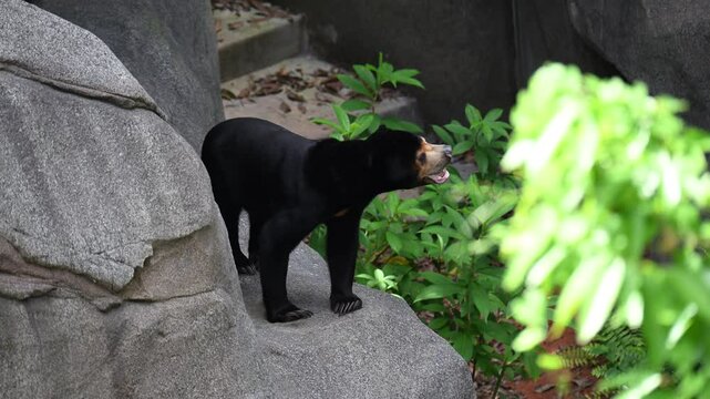 Sun bear in the zoo