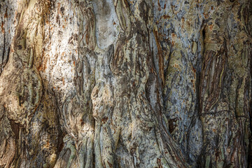 Detail of trunk bark in Kruger National park, South Africa
